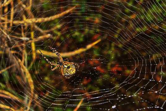 树林蜘蛛网蜘蛛图片