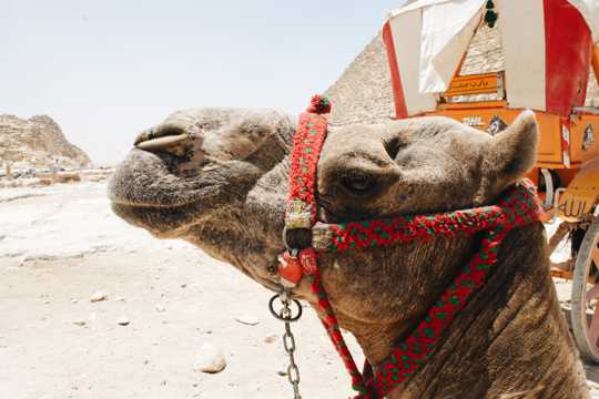 戈壁中骆驼头部特写图片