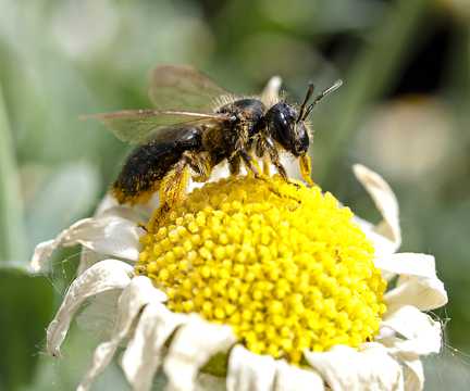 采花蜜的蜜蜂微距特写图片