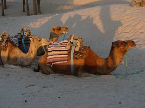 沙漠上的骆驼