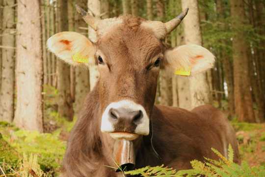 瑞士褐牛头部特写图片