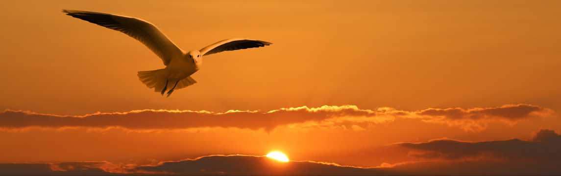 残阳斜阳海鸥图片