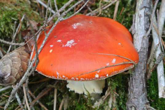 秋天丛林红蘑菇图片