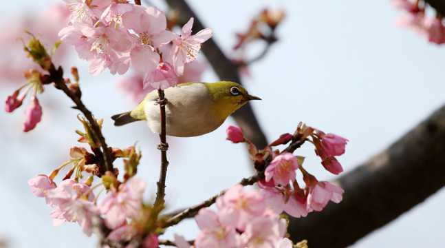 樱花树上的绣眼鸟图片
