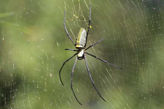 室外蜘蛛蛛网图片