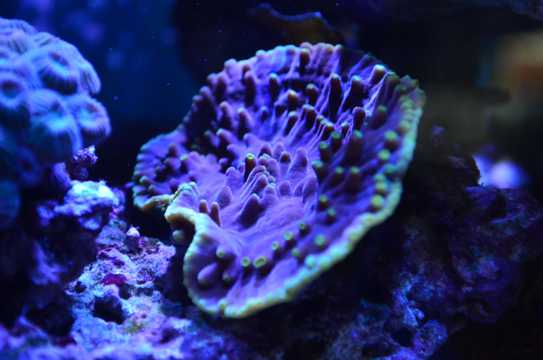 海底软珊瑚图片观赏