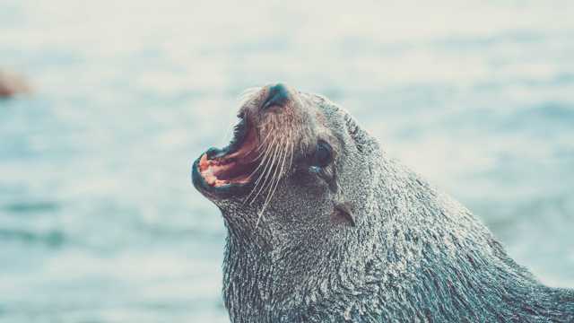 咆哮的海狮