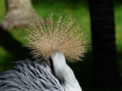 美好典雅灰冠鹤图片
