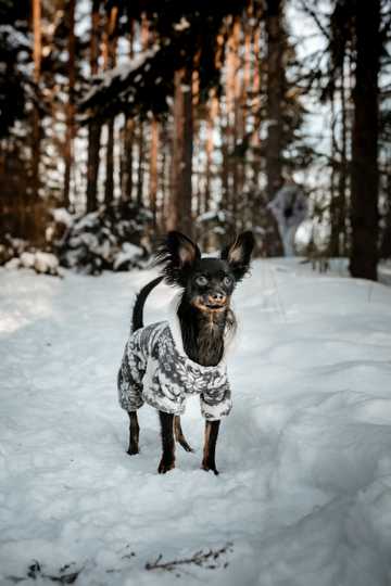 雪地里的黑色小狗图片