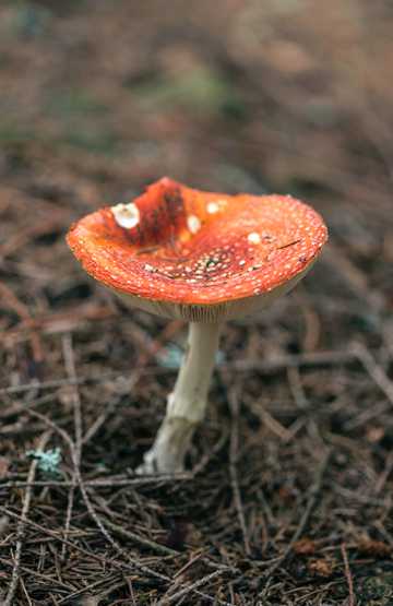 草地上的蘑菇粉木耳