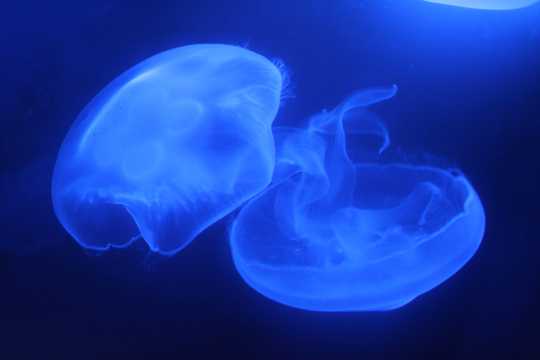 漂浮的蓝色水母