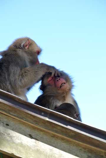 猴子们相互帮助梳理毛发图片