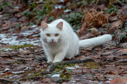丛林白色猫咪图片