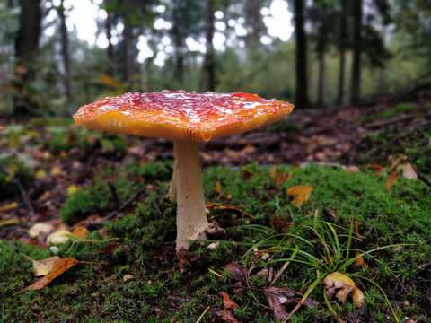 秋天雨后红蘑菇图片