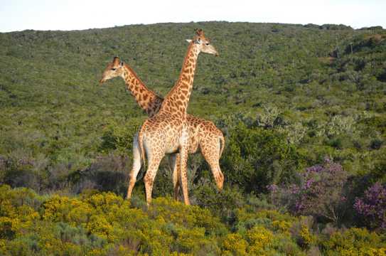 山上的南非长颈鹿