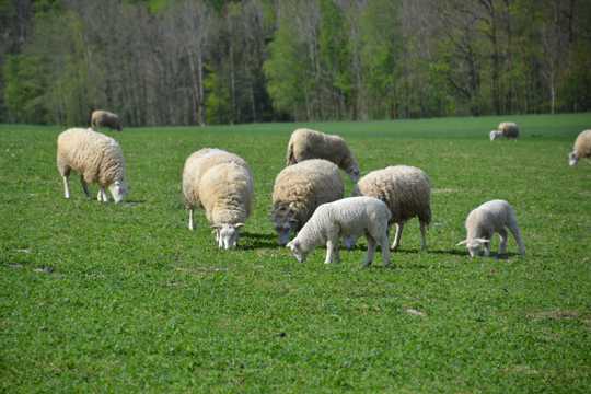 农场羊群吃草图片