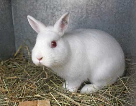 白色萌宠兔可人图片