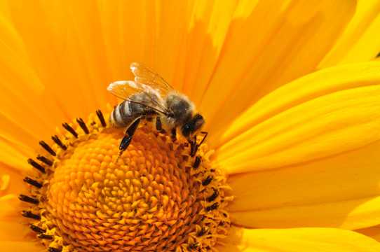 一只采蜜的蜜蜂图片