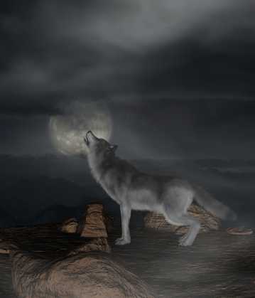 月夜狼嚎图片