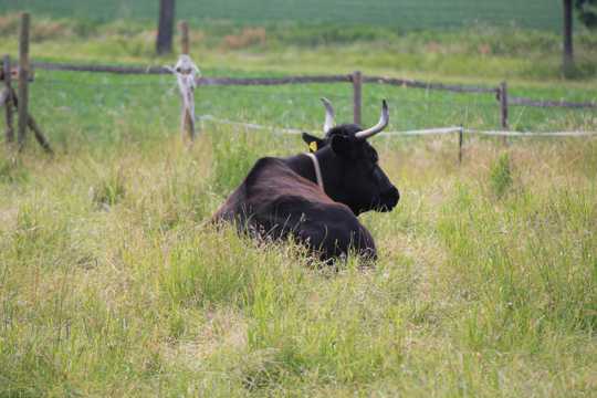 草丛里的犏牛