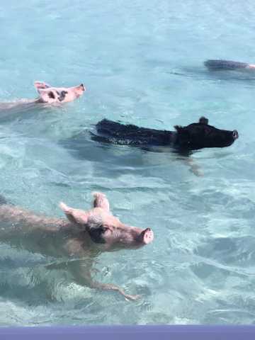 一群游泳的猪图片