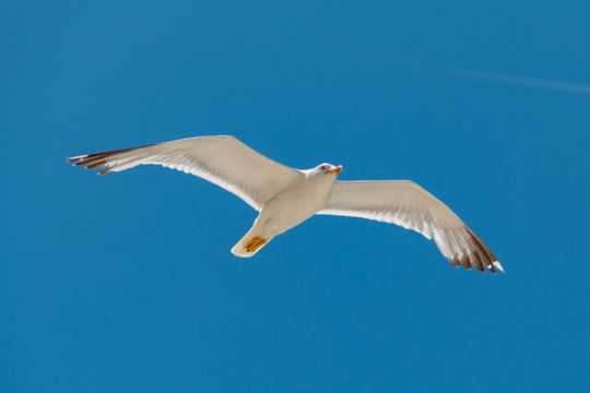 白色海鸥飞翔图片