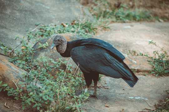 可爱的黑美洲鹫
