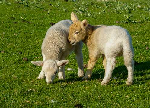 草地上的羊羔