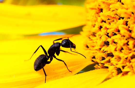 葵花上的黑蚂蚁