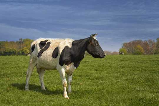 牧区黑白花奶牛图片