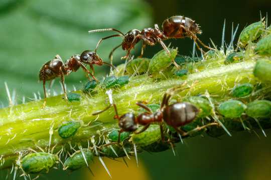 植物上蚂蚁图片