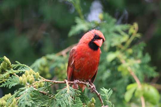 美丽可人的红衣主教鸟图片