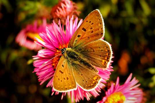 漂亮蝴蝶花朵图片