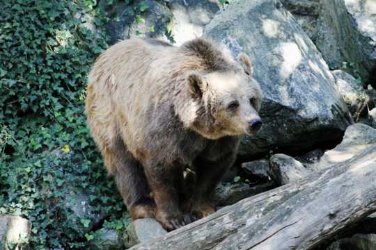 哺乳动物棕熊图片