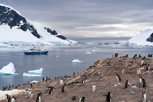 乖巧南极小企鹅图片