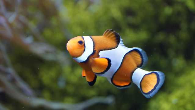 水生动物小丑鱼图片