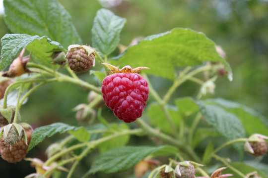 营养可口的树莓图片