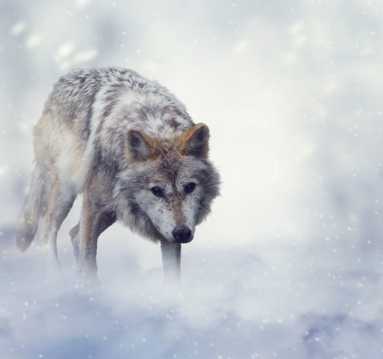 野生动物灰狼图片