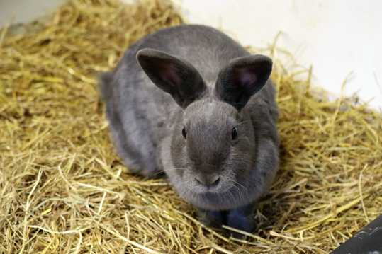 灰色小兔子图片