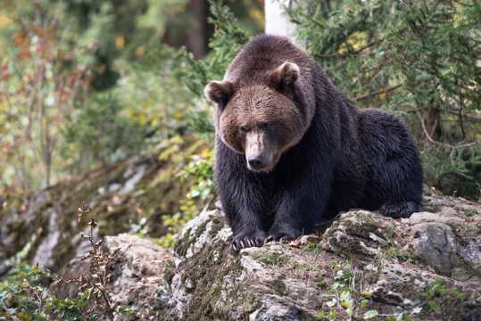 体型巨大的野生棕熊图片