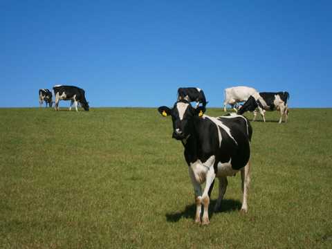 农场里的奶牛图片