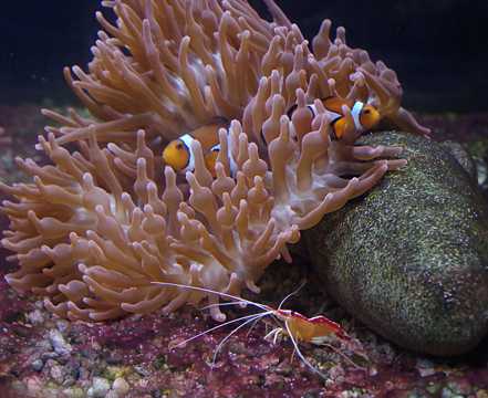 珊瑚丛中翱游的小丑鱼图片