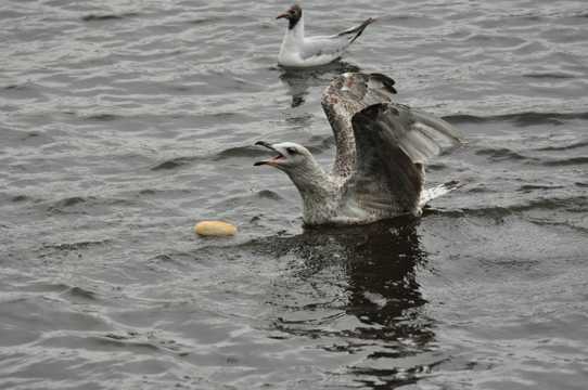 水中猎食的海鸥