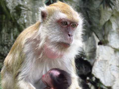 母猴哺图片