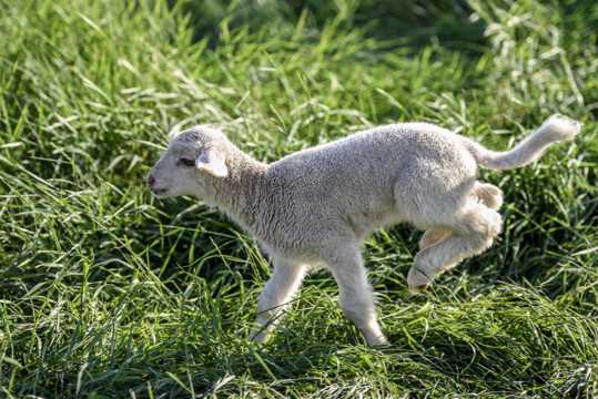 草坪里的小羊图片