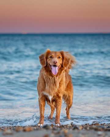 海滨上的巴辛吉犬
