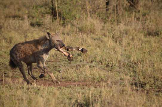 野生动物鬣狗图片
