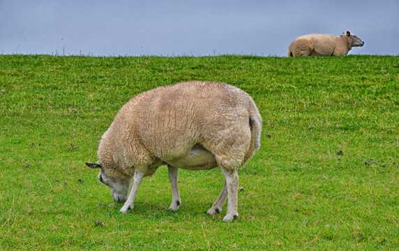 高原原野绵羊图片