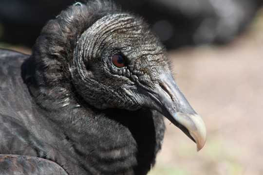黑美洲鹫头部特写图片