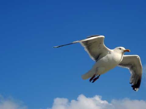 天空中遨游的海鸥图片